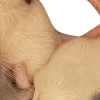 🐀