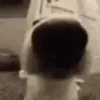 🐶