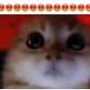🐈