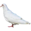 🕊️
