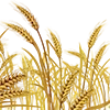 🌾