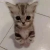 🥺