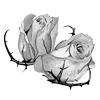 🌹