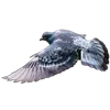 🐦