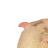 🐀