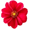 🌺