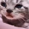 😿