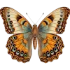 🦋