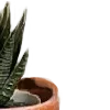 🪴