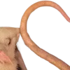 🐀