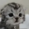 🍓