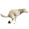 💩