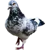 🐦