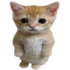 🐈