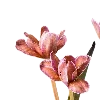 🌸