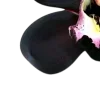 🤩
