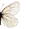 🦋