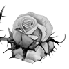 🌹