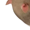 🐀