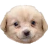 🐶