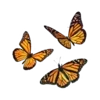 🦋