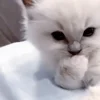 🐾