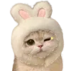 🐰