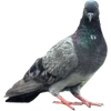 🐦