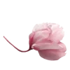 🪷