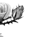 🌹