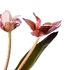 🌸