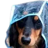 🐶