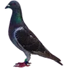 🐦