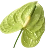 🍃
