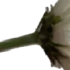 🌼