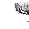 🌹