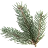 🌲