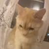🐱