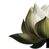 🌿