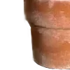 🪴