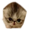 😾
