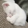 💤