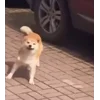 🤩