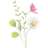 🌼