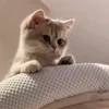 😺