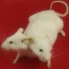 🐁
