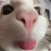 👅