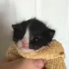 😾