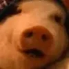 🐖