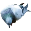 🐦